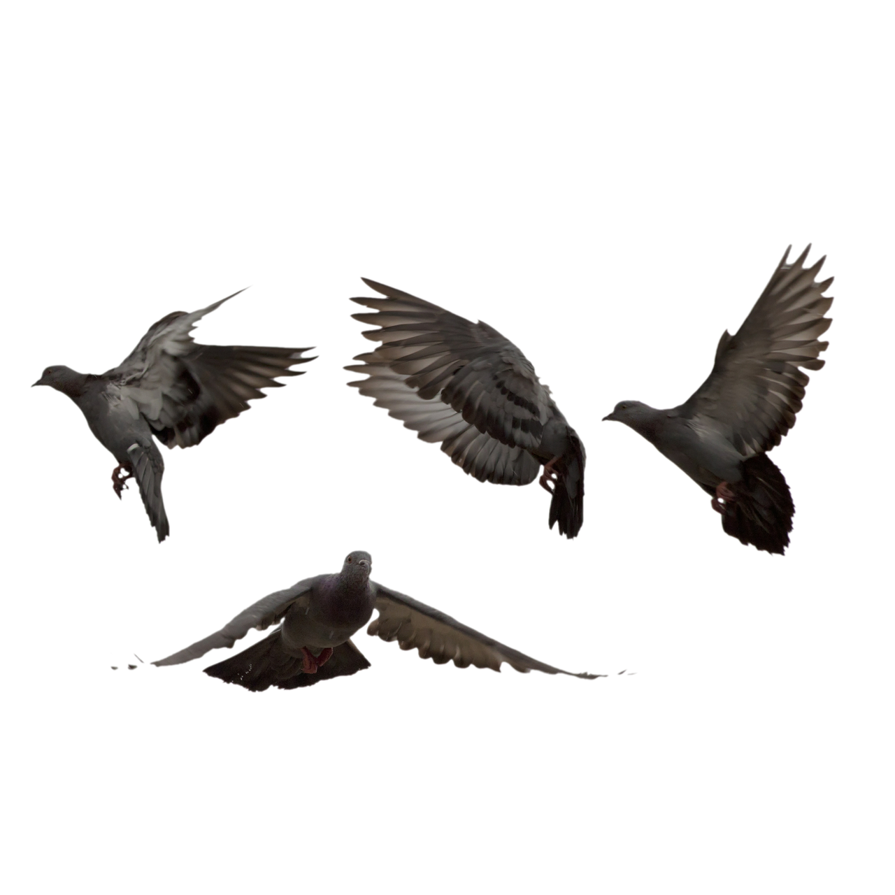 Flying Birds PNG (10) by agusrockforlife on DeviantArt