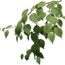 Branches PNG 12