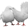 Doves PNG 30