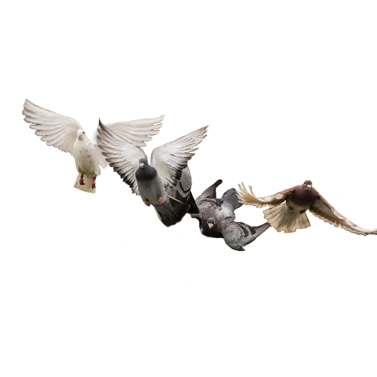 Flying Birds PNG (14) by agusrockforlife on DeviantArt