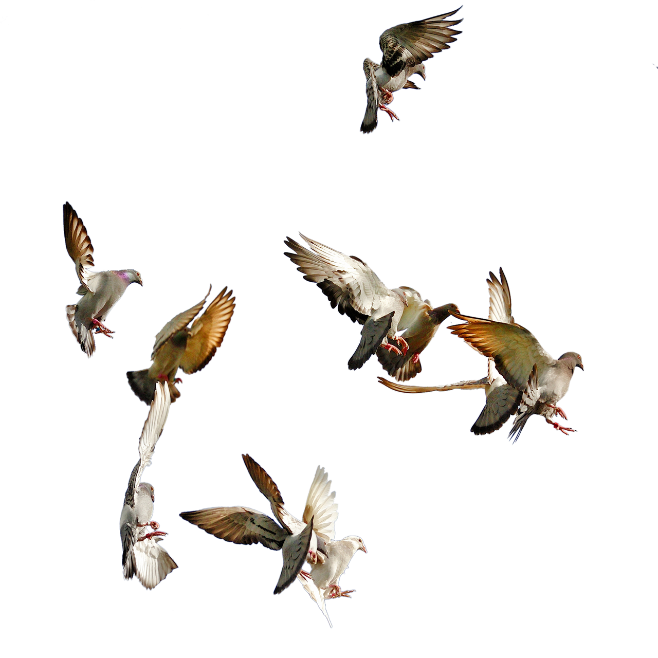 Flying Birds PNG (15) by agusrockforlife on DeviantArt