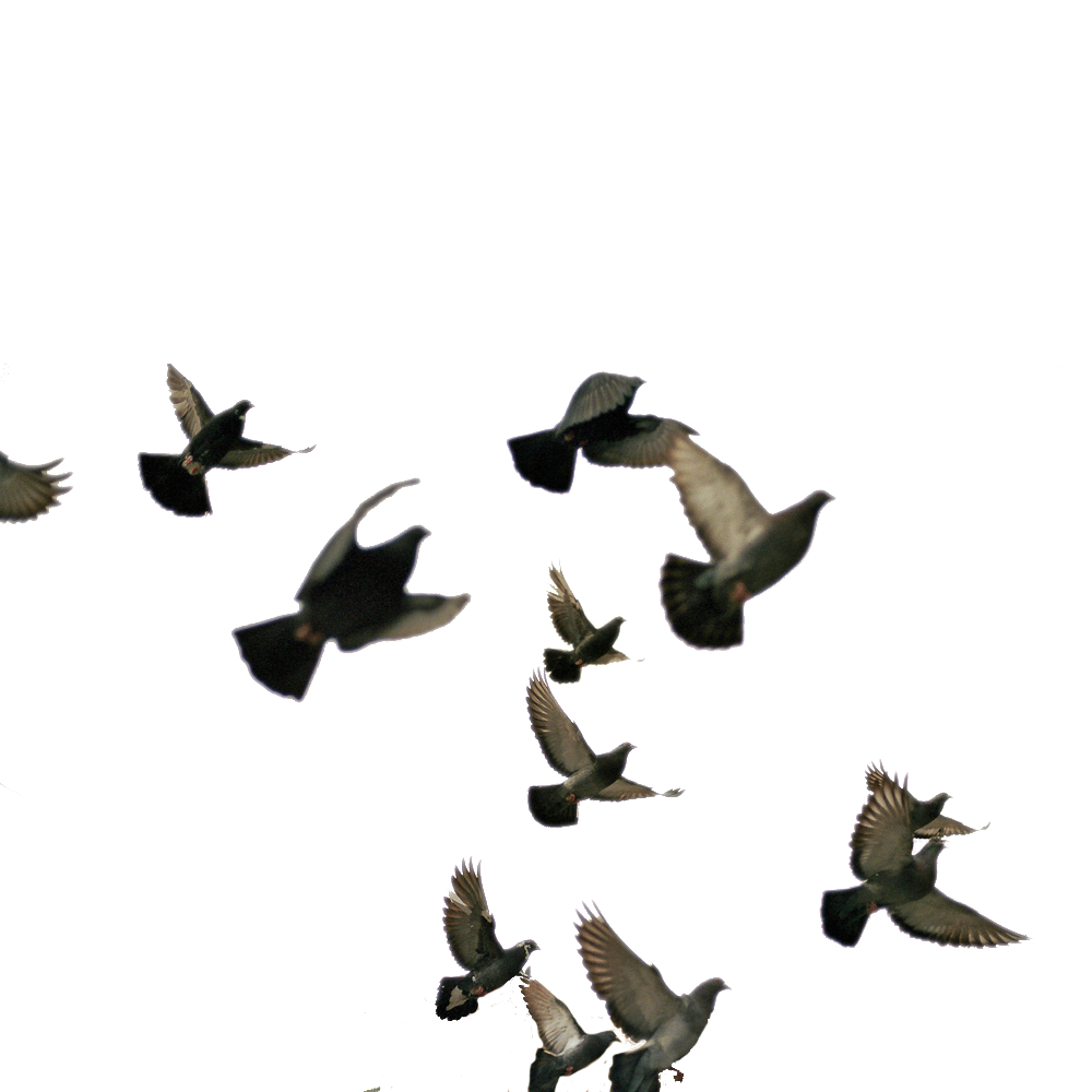 Flying Birds PNG (16) by agusrockforlife on DeviantArt