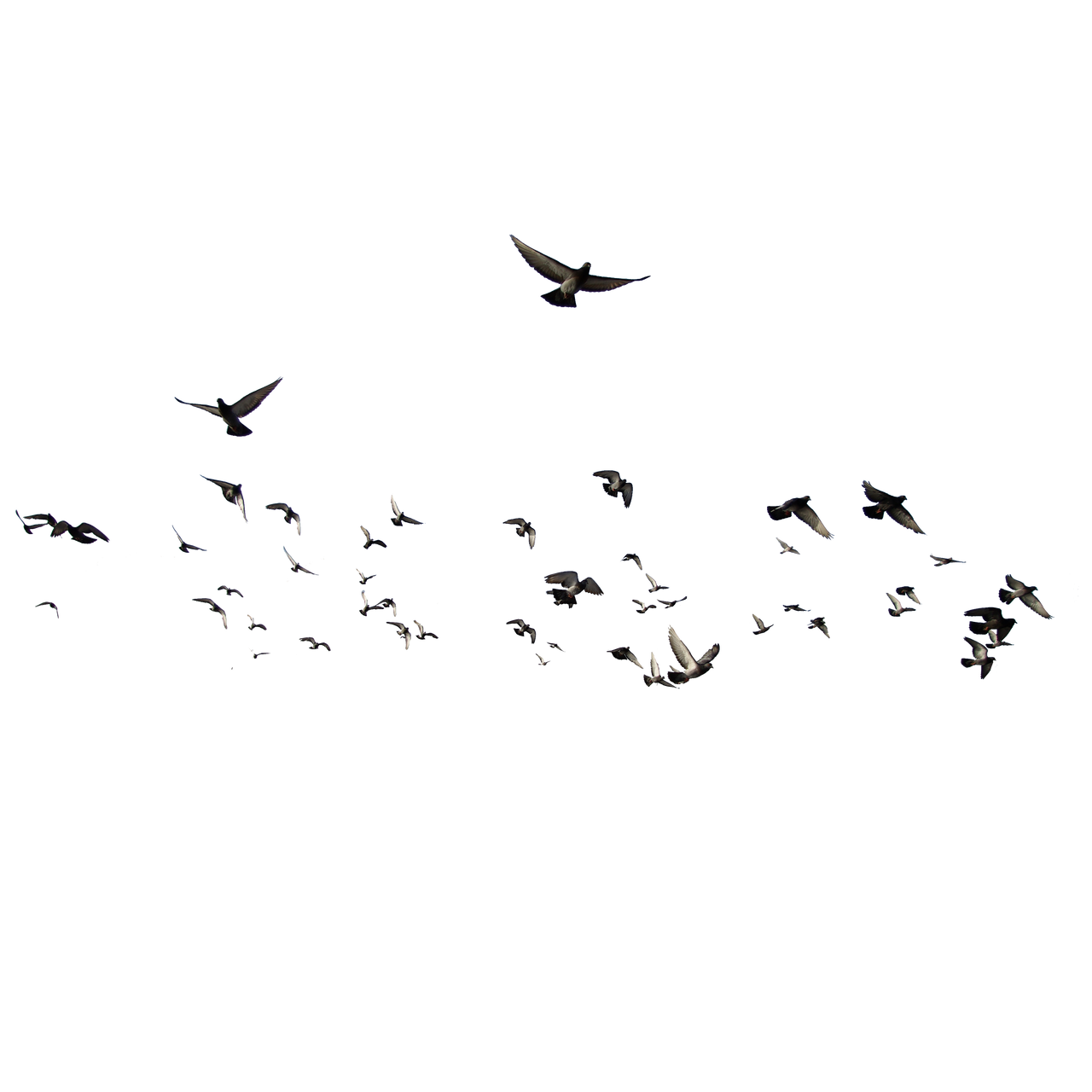 Flying Birds PNG (25) by agusrockforlife on DeviantArt