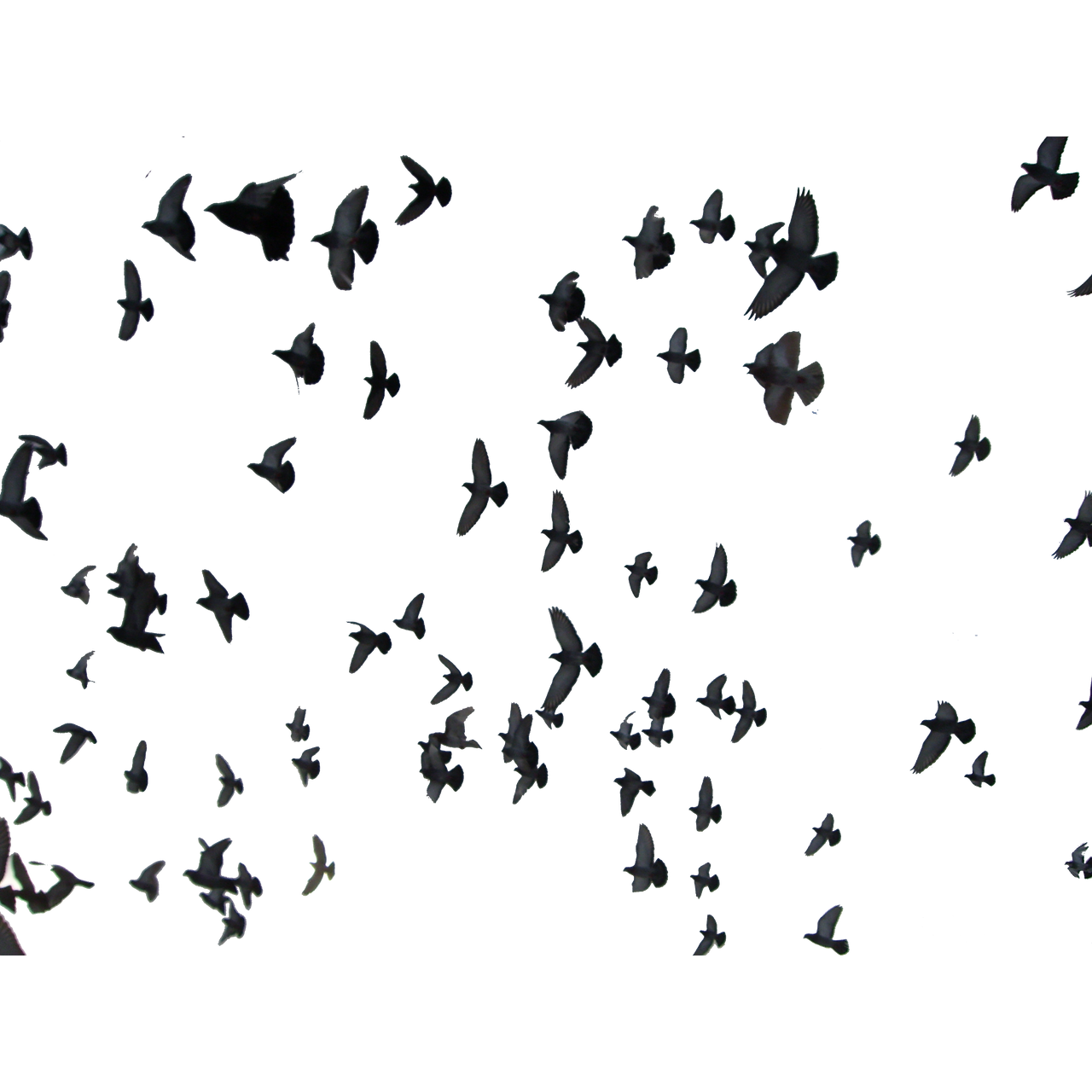 Flying Birds PNG (29) by agusrockforlife on DeviantArt