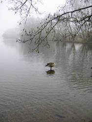 A headless goose...