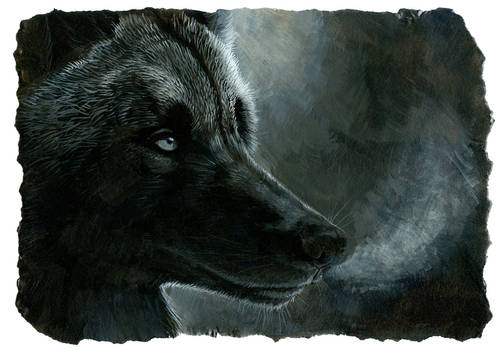 black wolf