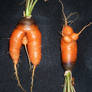 boy carrot and girl carrot