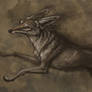 Coyote Design