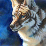 Striped Coyote