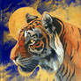 Tiger Sketchbook Cover