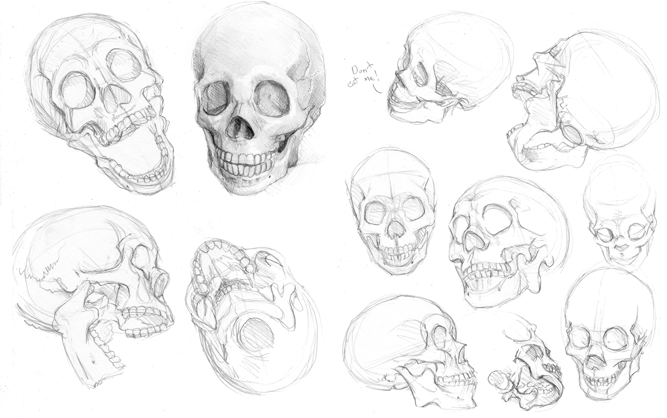 Skull Drawing Angle View