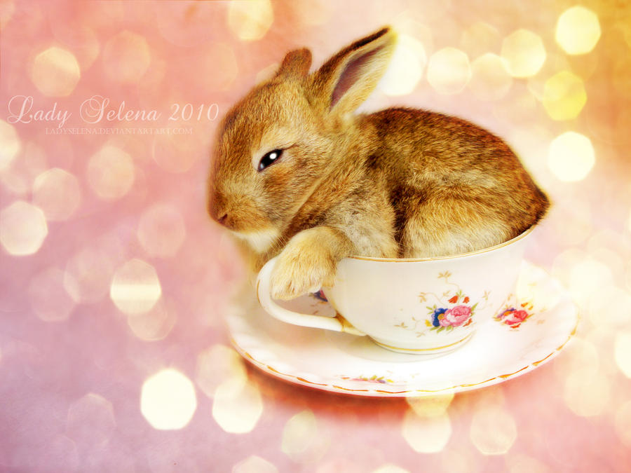 Cutie in a Cup