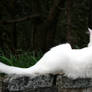 Turkish Angora