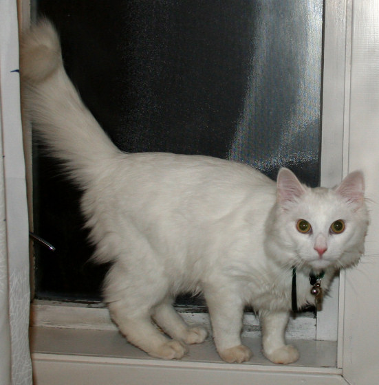 White cat