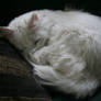 White cat 3