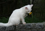 White cat smelling flower by NaviStock