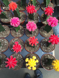 Rainbow cactus collection