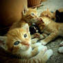Kittens V