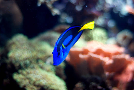 Dory