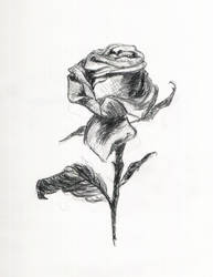 Rose sketch