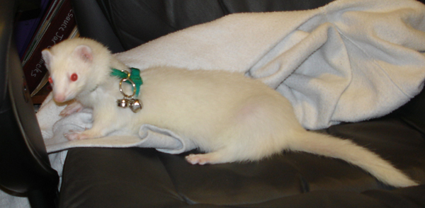 Arwen Ferret