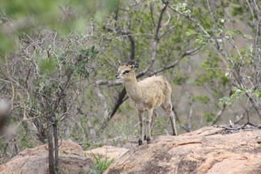 Klipspringer