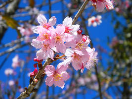 Sakura