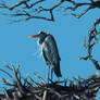 Gray heron