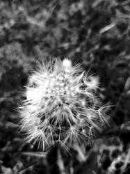 Dandelion