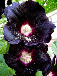 Dark Burgundy Hollyhocks