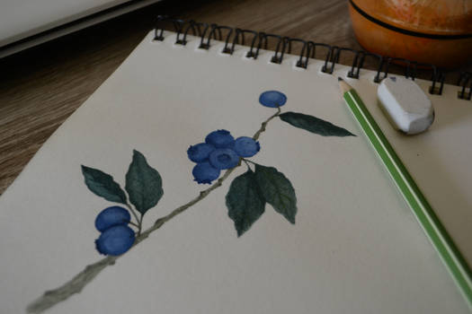 Blueberries - watercolour illustration