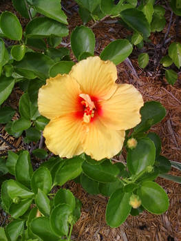 Flower in Florida