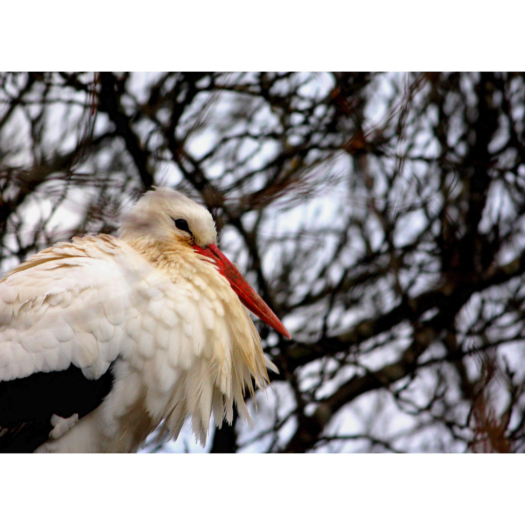 a sedentary stork...