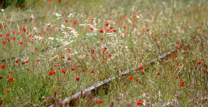 la voie coquelicot