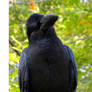 corvus japonensis