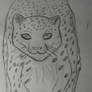 Snow leopard :D