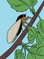 Cicada