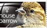 Stamp: female house sparrow