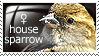 Stamp: female house sparrow