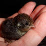 Button Quail - Boson