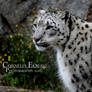 Snowleopard