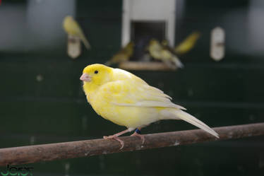 Yellow Bird