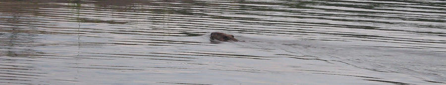 Swim, Beaver, Swim