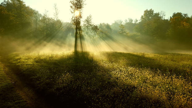 a shy sunny morning 