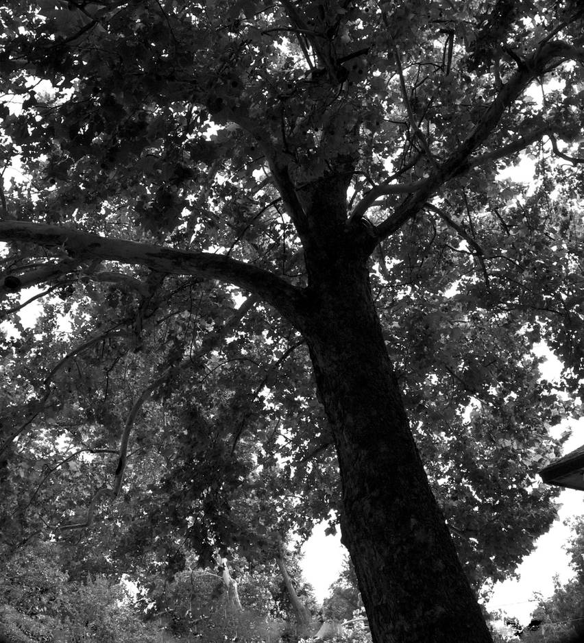 Contrast Tree The Contrast Tree by PatrickPolomsky on DeviantArt