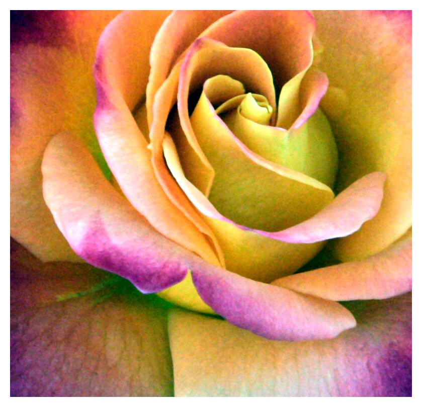 Multi-Coloured Rose