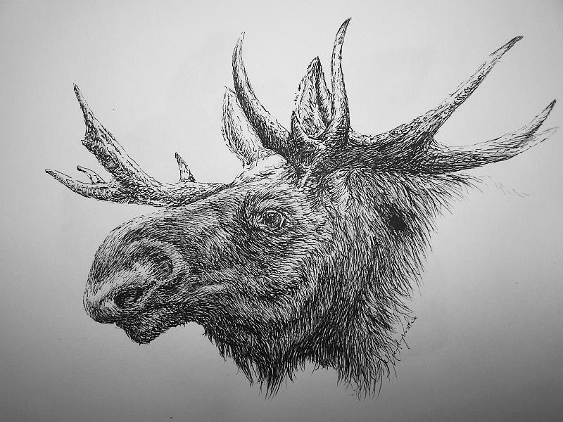 moose2