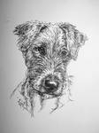 wolfhound puppy by Concini