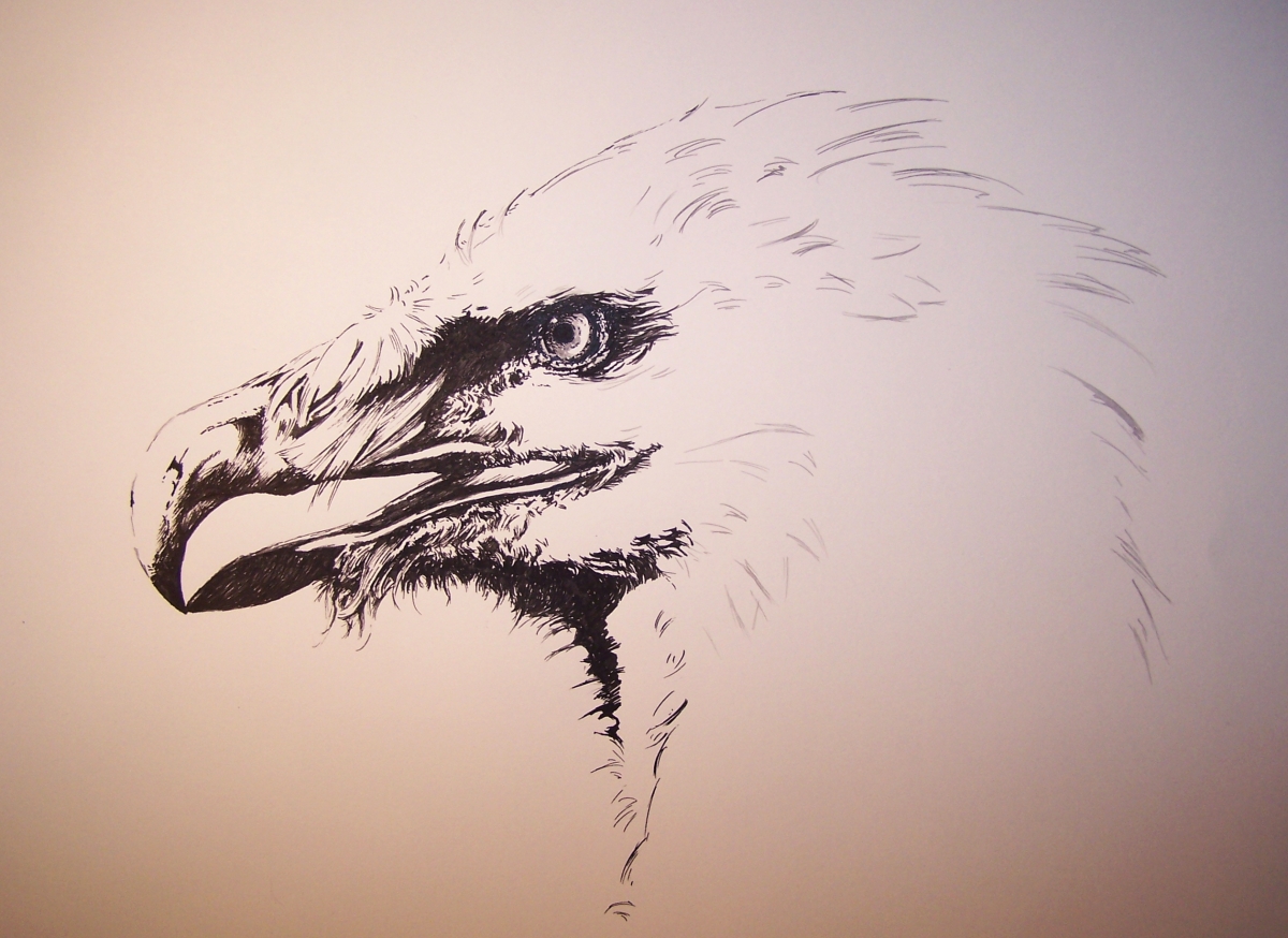 Bearded vulture wip