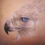 Philippine eagle